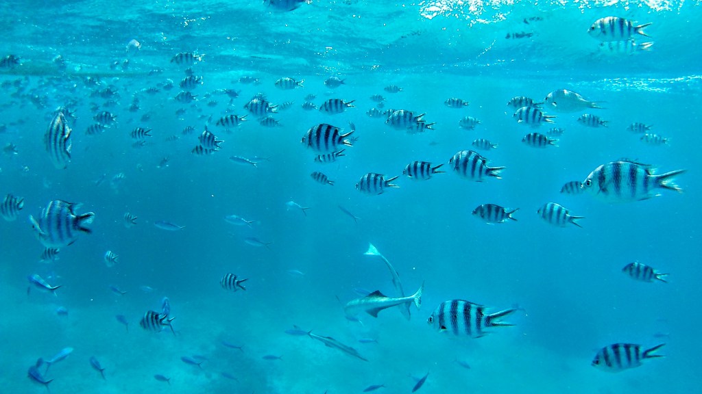 Tag 102, Wayasewa –&nbsp;Fiji