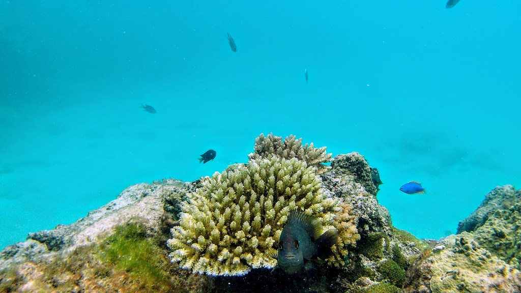 Tag 104, Waya –&nbsp;Fiji