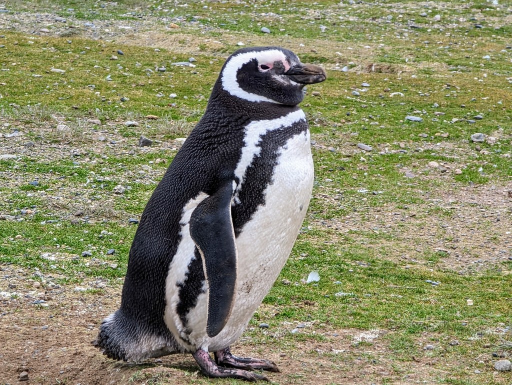 Tag 84, Punta Arenas&nbsp;🐧