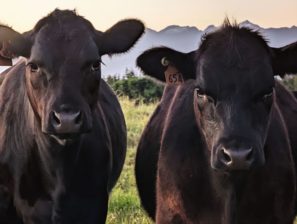 Tag 160, Te&nbsp;Anau