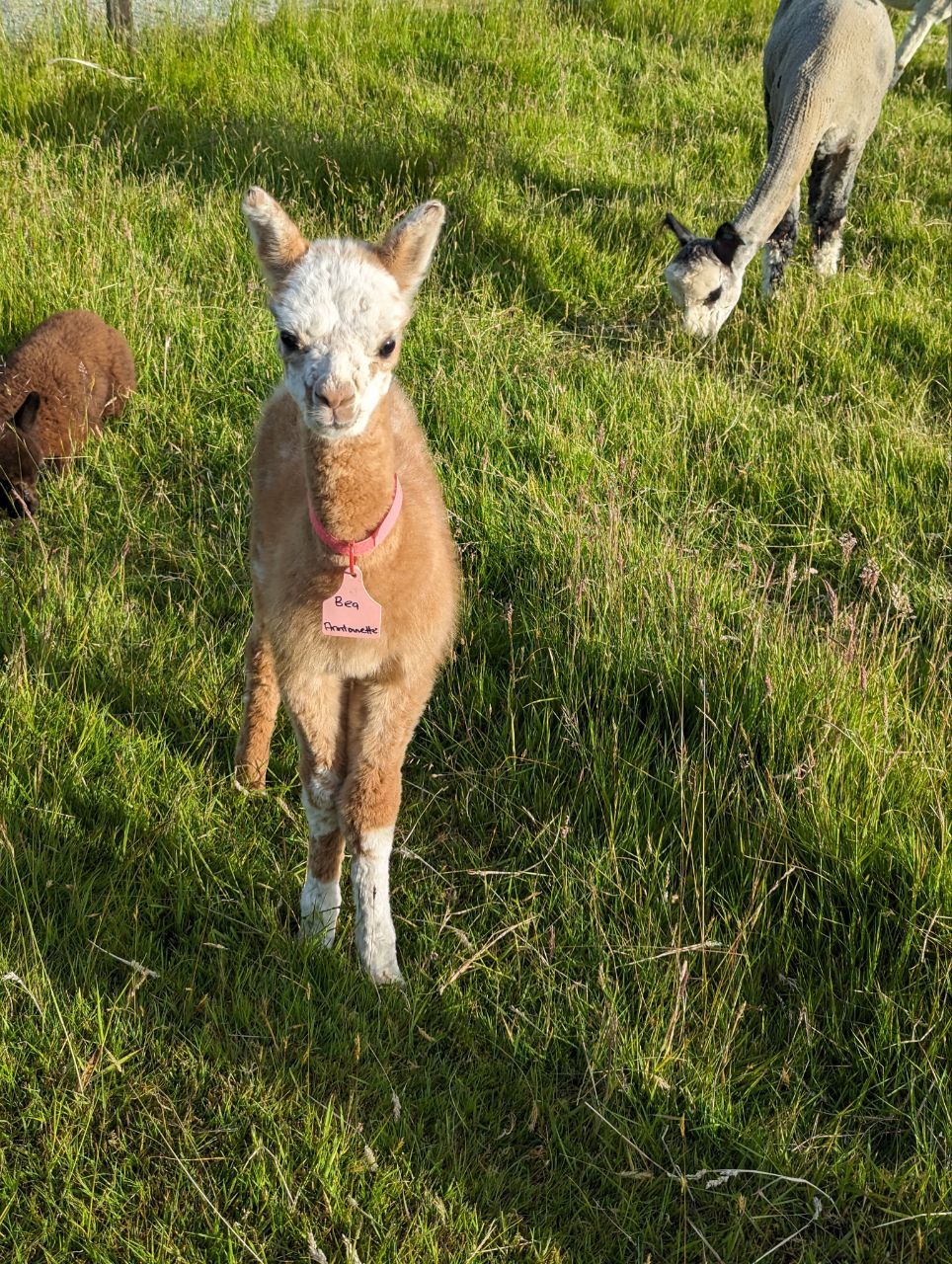 Tag 161, Te&nbsp;Anau