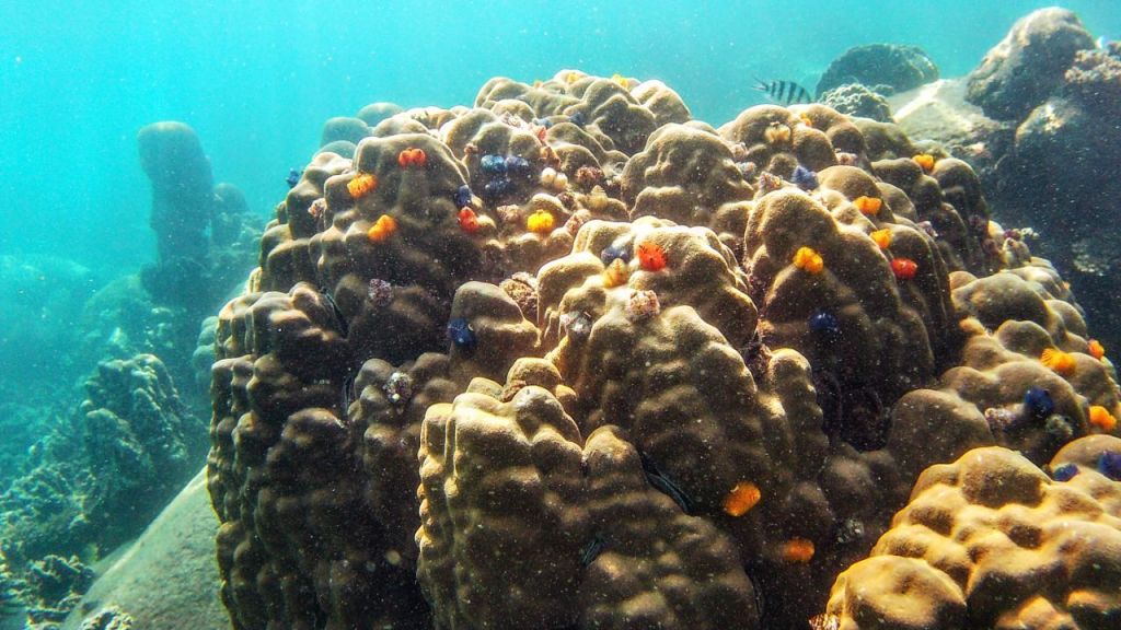 Tag 269, Ko&nbsp;Tao