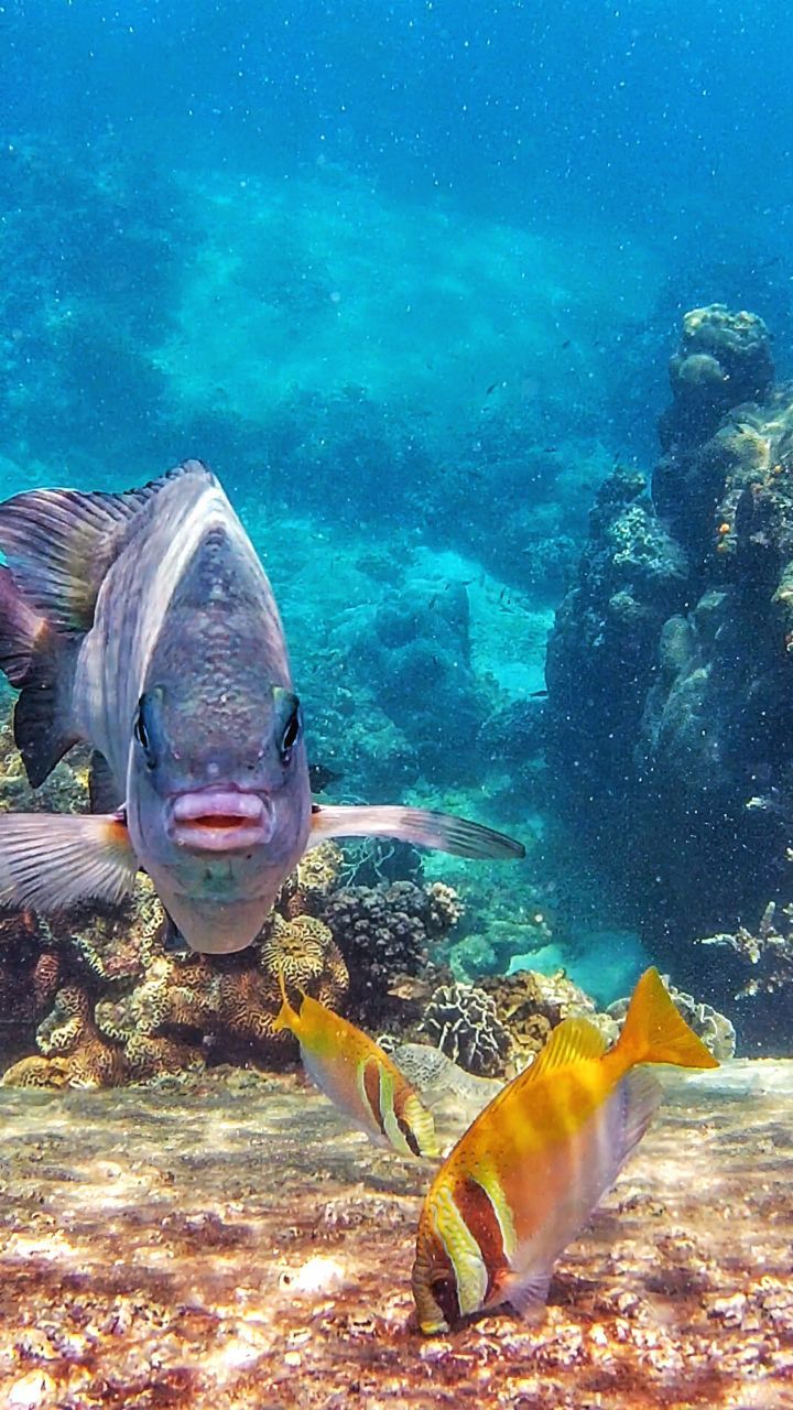 Tag 271, Ko&nbsp;Tao