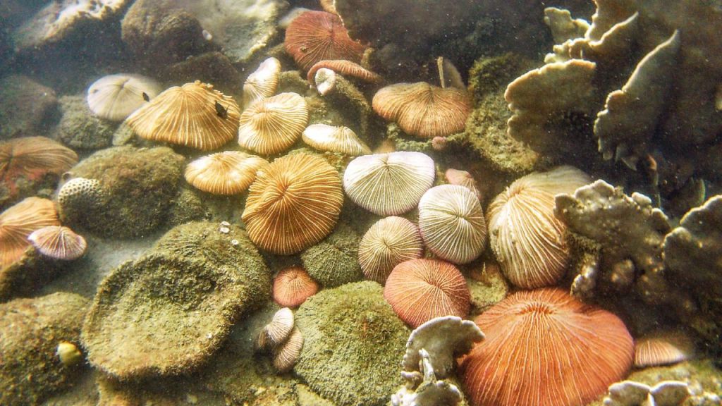 Tag 295, Koh&nbsp;Rong